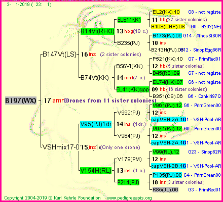 Pedigree of B197(WX) :
four generations presented<br />it's temporarily unavailable, sorry!