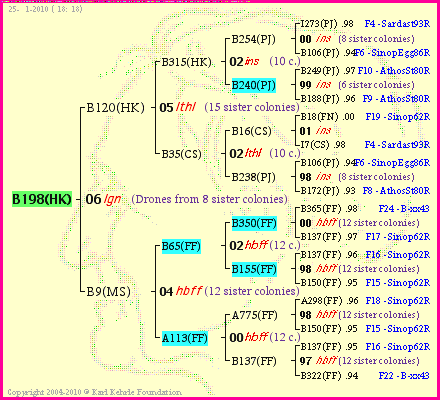 Pedigree of B198(HK) :
four generations presented