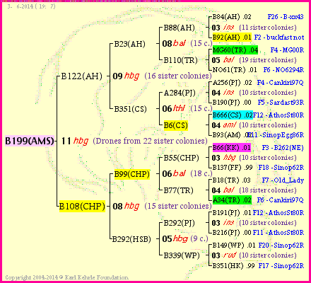 Pedigree of B199(AMS) :
four generations presented