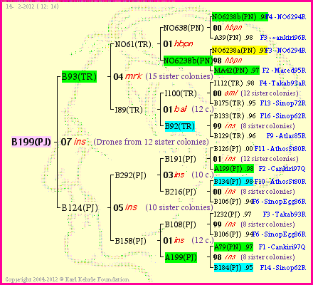 Pedigree of B199(PJ) :
four generations presented