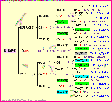 Pedigree of B1B(BS) :
four generations presented