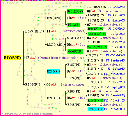 Pedigree of B1Y(BPD) :
four generations presented