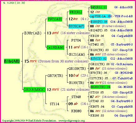 Pedigree of B1b(AB) :
four generations presented