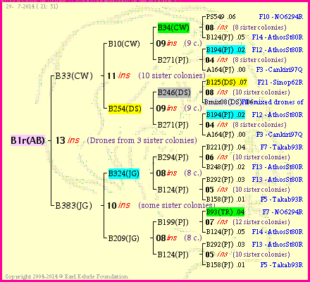 Pedigree of B1r(AB) :
four generations presented