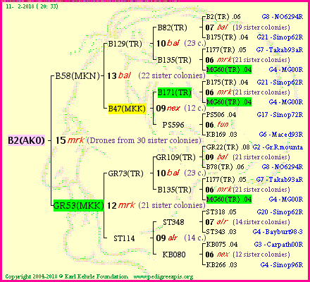 Pedigree of B2(AKO) :
four generations presented