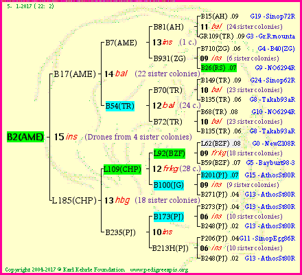 Pedigree of B2(AME) :
four generations presented
it's temporarily unavailable, sorry!