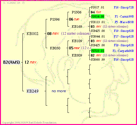 Pedigree of B2(AMS) :
four generations presented