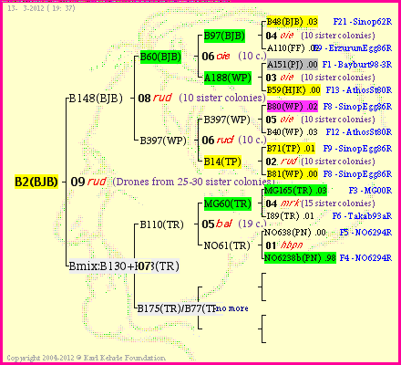 Pedigree of B2(BJB) :
four generations presented