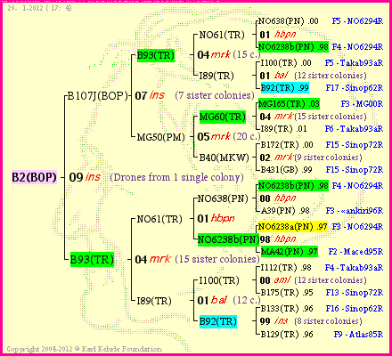 Pedigree of B2(BOP) :
four generations presented