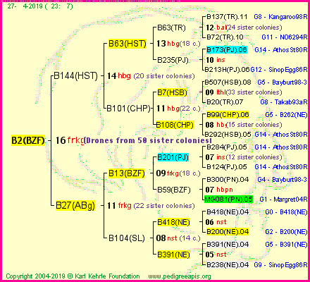 Pedigree of B2(BZF) :
four generations presented<br />it's temporarily unavailable, sorry!