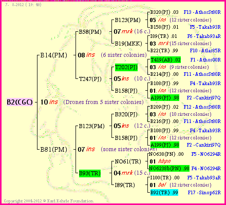 Pedigree of B2(CGC) :
four generations presented