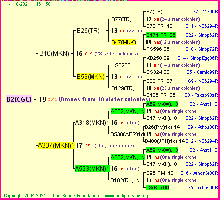 Pedigree of B2(CGC) :
four generations presented
it's temporarily unavailable, sorry!