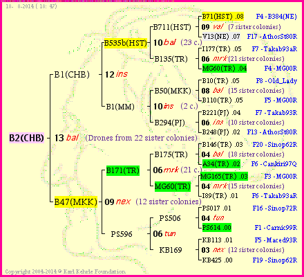 Pedigree of B2(CHB) :
four generations presented