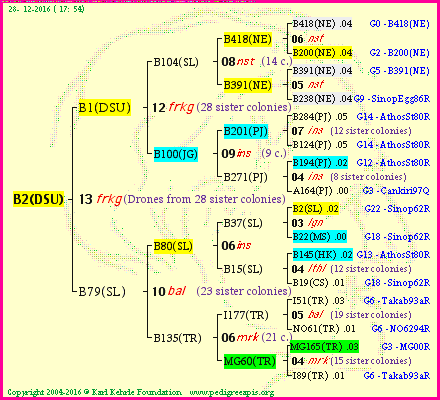 Pedigree of B2(DSU) :
four generations presented