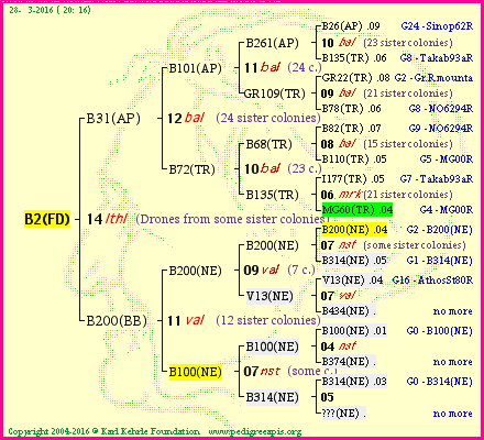 Pedigree of B2(FD) :
four generations presented