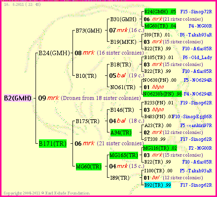 Pedigree of B2(GMH) :
four generations presented