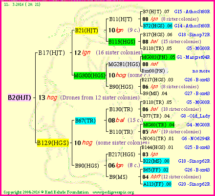 Pedigree of B2(HJT) :
four generations presented