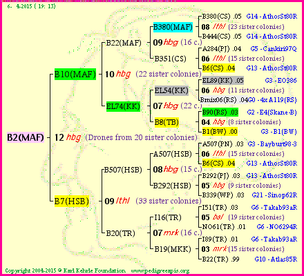 Pedigree of B2(MAF) :
four generations presented