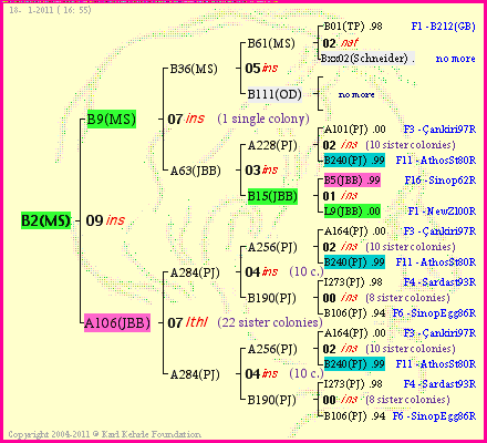 Pedigree of B2(MS) :
four generations presented