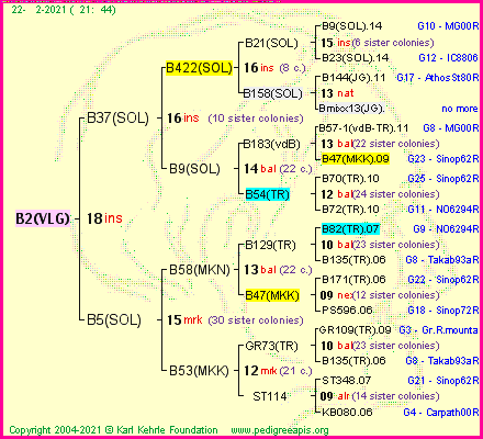 Pedigree of B2(VLG) :
four generations presented
it's temporarily unavailable, sorry!