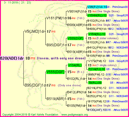 Pedigree of B20(ADE)1dr :
four generations presented
it's temporarily unavailable, sorry!