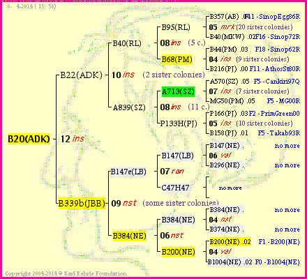 Pedigree of B20(ADK) :
four generations presented