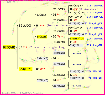 Pedigree of B20(AH) :
four generations presented