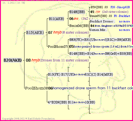 Pedigree of B20(AKB) :
four generations presented