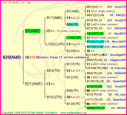 Pedigree of B20(AME) :
four generations presented<br />it's temporarily unavailable, sorry!