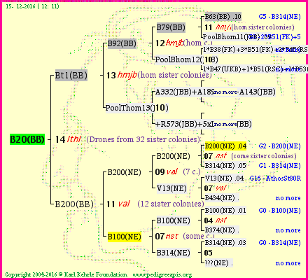 Pedigree of B20(BB) :
four generations presented