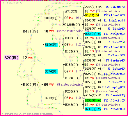 Pedigree of B20(BL) :
four generations presented