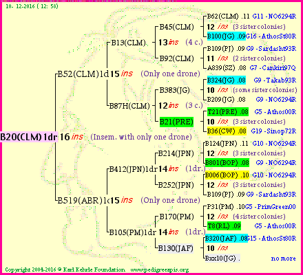 Pedigree of B20(CLM)1dr :
four generations presented