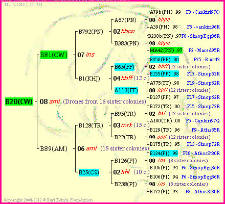 Pedigree of B20(CW) :
four generations presented