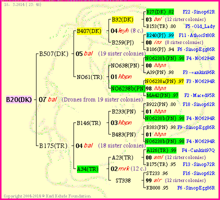 Pedigree of B20(DK) :
four generations presented