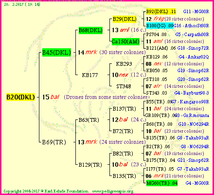 Pedigree of B20(DKL) :
four generations presented