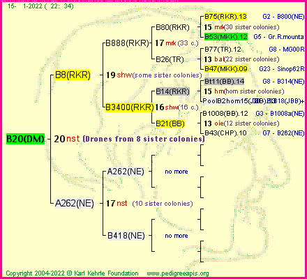 Pedigree of B20(DM) :
four generations presented
it's temporarily unavailable, sorry!