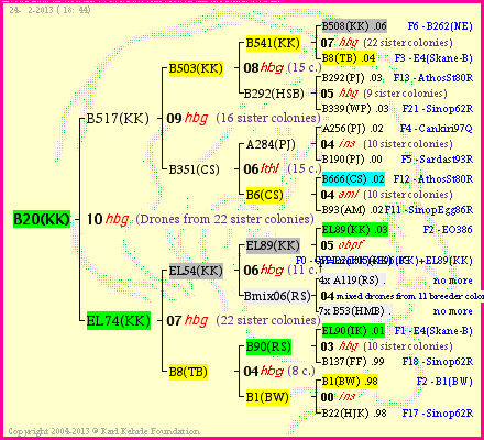 Pedigree of B20(KK) :
four generations presented