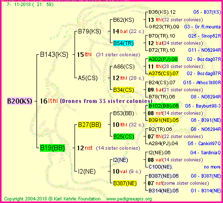 Pedigree of B20(KS) :
four generations presented<br />it's temporarily unavailable, sorry!