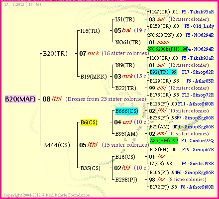 Pedigree of B20(MAF) :
four generations presented