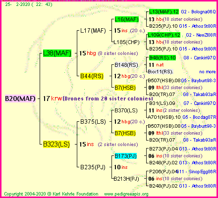 Pedigree of B20(MAF) :
four generations presented<br />it's temporarily unavailable, sorry!