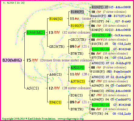 Pedigree of B20(MHG) :
four generations presented