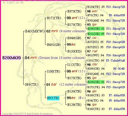 Pedigree of B20(MKH) :
four generations presented