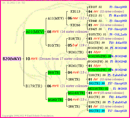 Pedigree of B20(MKV) :
four generations presented