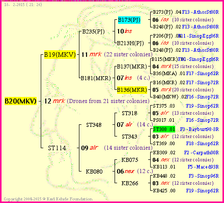 Pedigree of B20(MKV) :
four generations presented