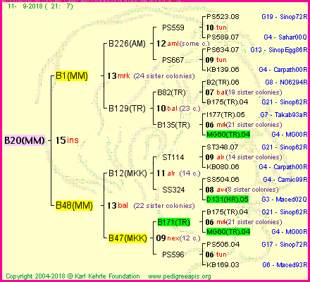 Pedigree of B20(MM) :
four generations presented