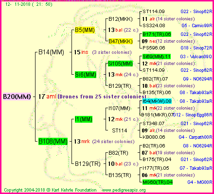 Pedigree of B20(MM) :
four generations presented<br />it's temporarily unavailable, sorry!