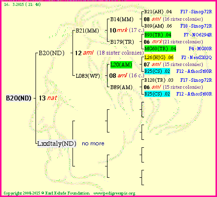 Pedigree of B20(ND) :
four generations presented