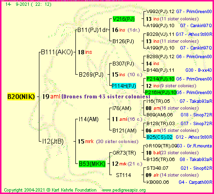 Pedigree of B20(NIK) :
four generations presented
it's temporarily unavailable, sorry!