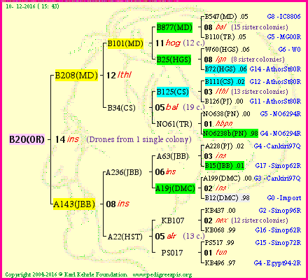 Pedigree of B20(OR) :
four generations presented