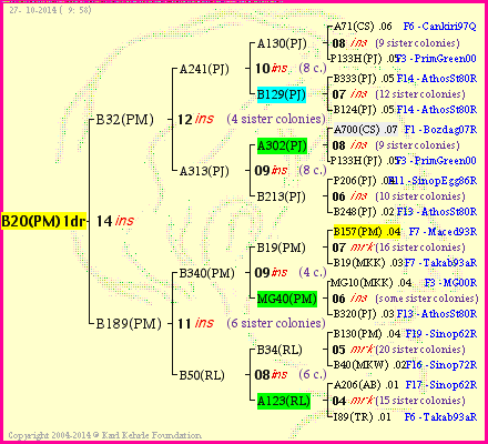 Pedigree of B20(PM)1dr :
four generations presented